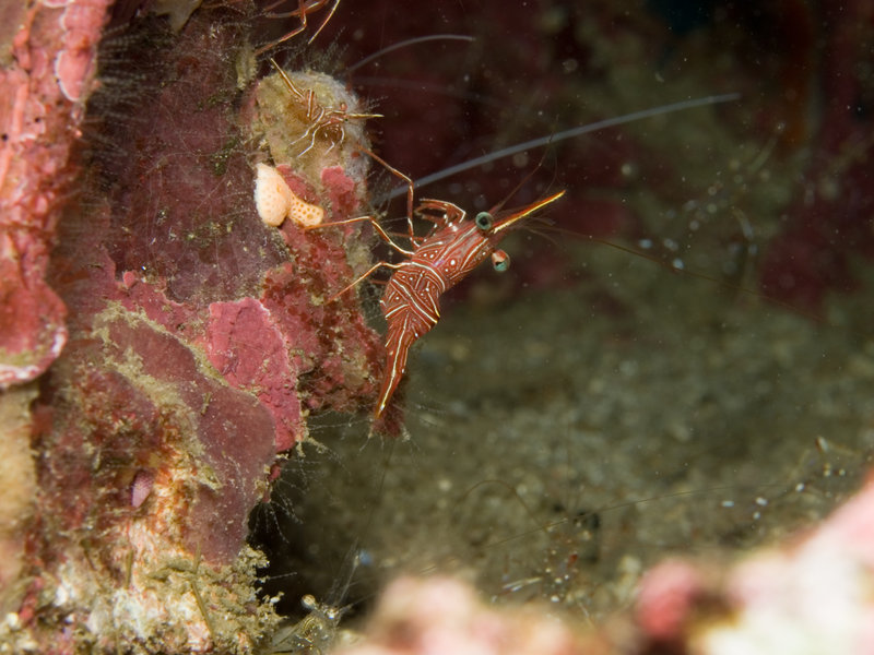 Boxer Shrimp, Hin Bida